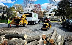 How Our Tree Care Process Works  in  Colesville, MD