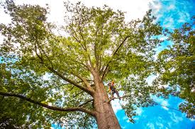 Best Tree Preservation Services  in Colesville, MD
