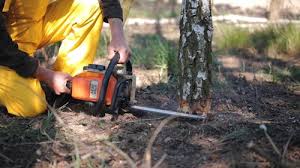 Best Lawn Mowing  in Colesville, MD