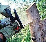 Best Hazardous Tree Removal  in Colesville, MD