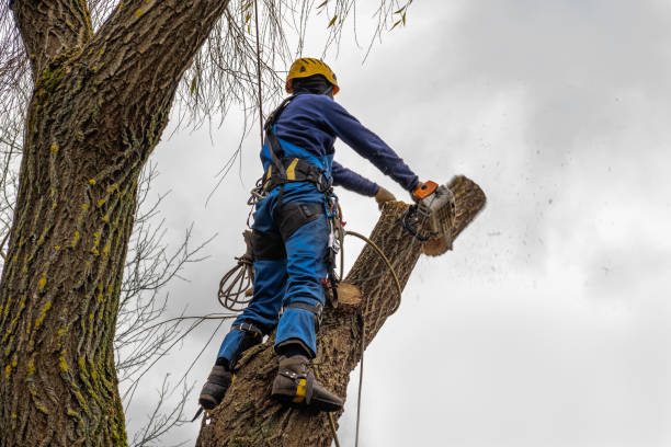Best Tree Health Inspection  in Colesville, MD