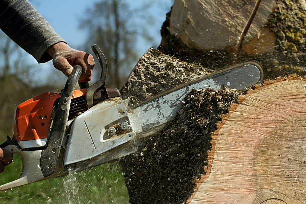Best Tree Trimming and Pruning  in Colesville, MD